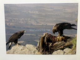 Exposición de aves de la comarca